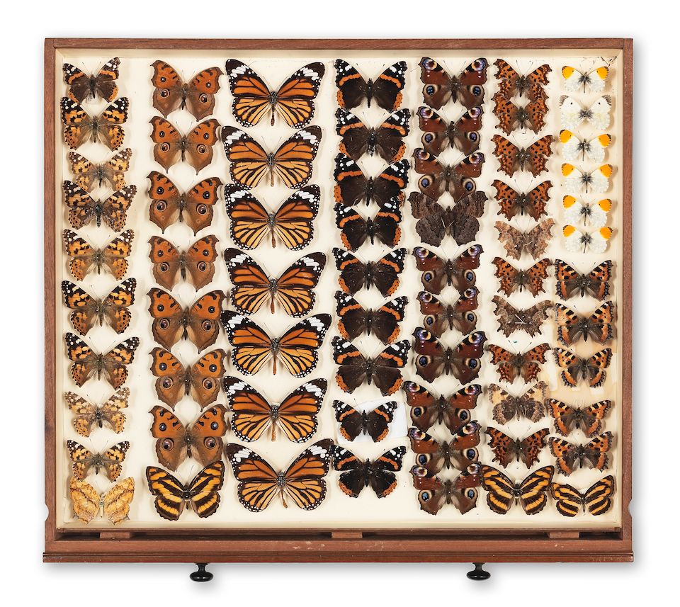 Bonhams A Watkins & Doncaster mahogany butterfly collectors