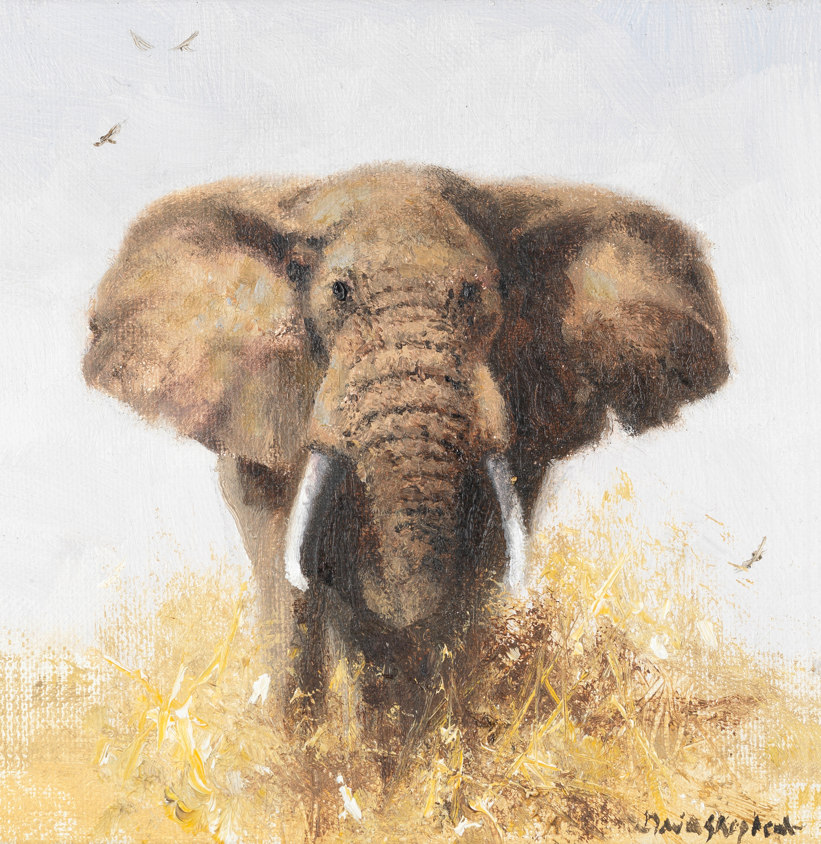 Elephant