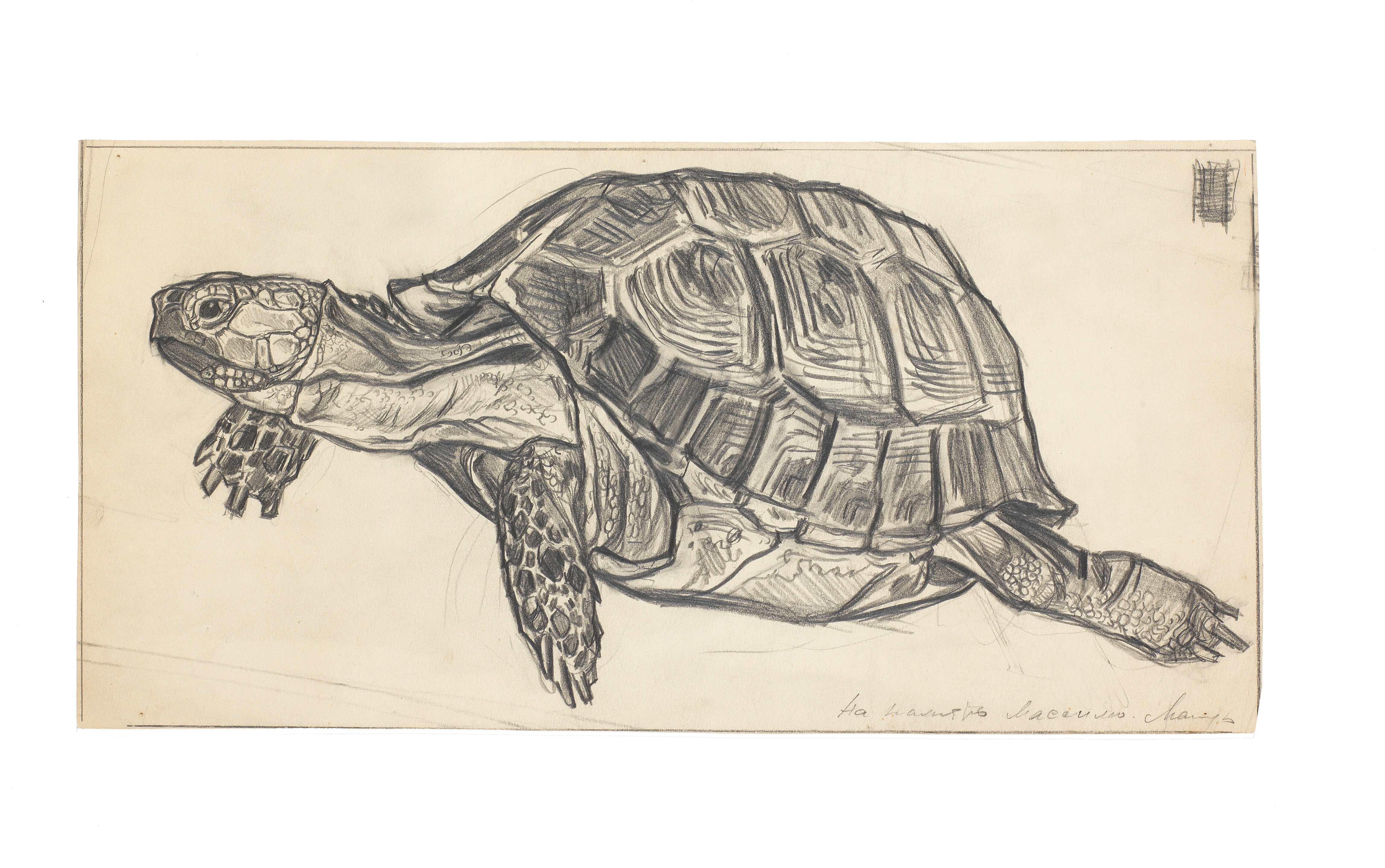 Turtle