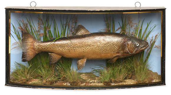 Bonhams : Two taxidermy mounted brown trout (2)