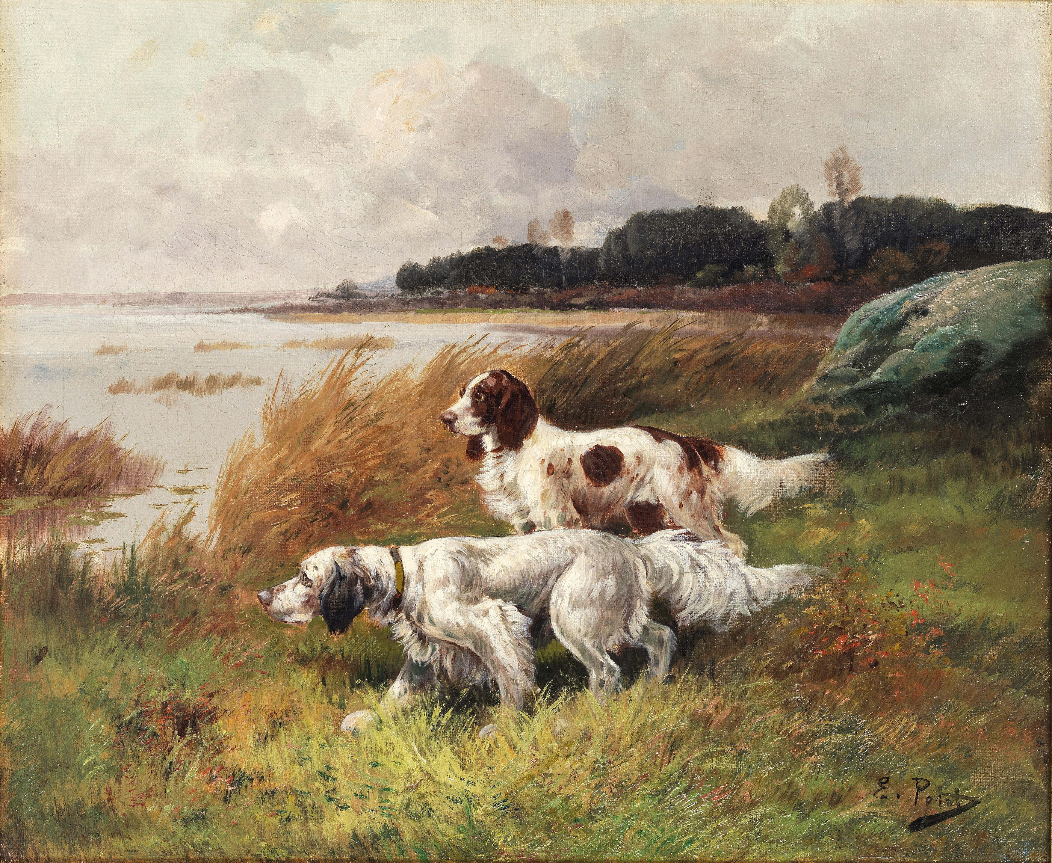 english setter duck hunting