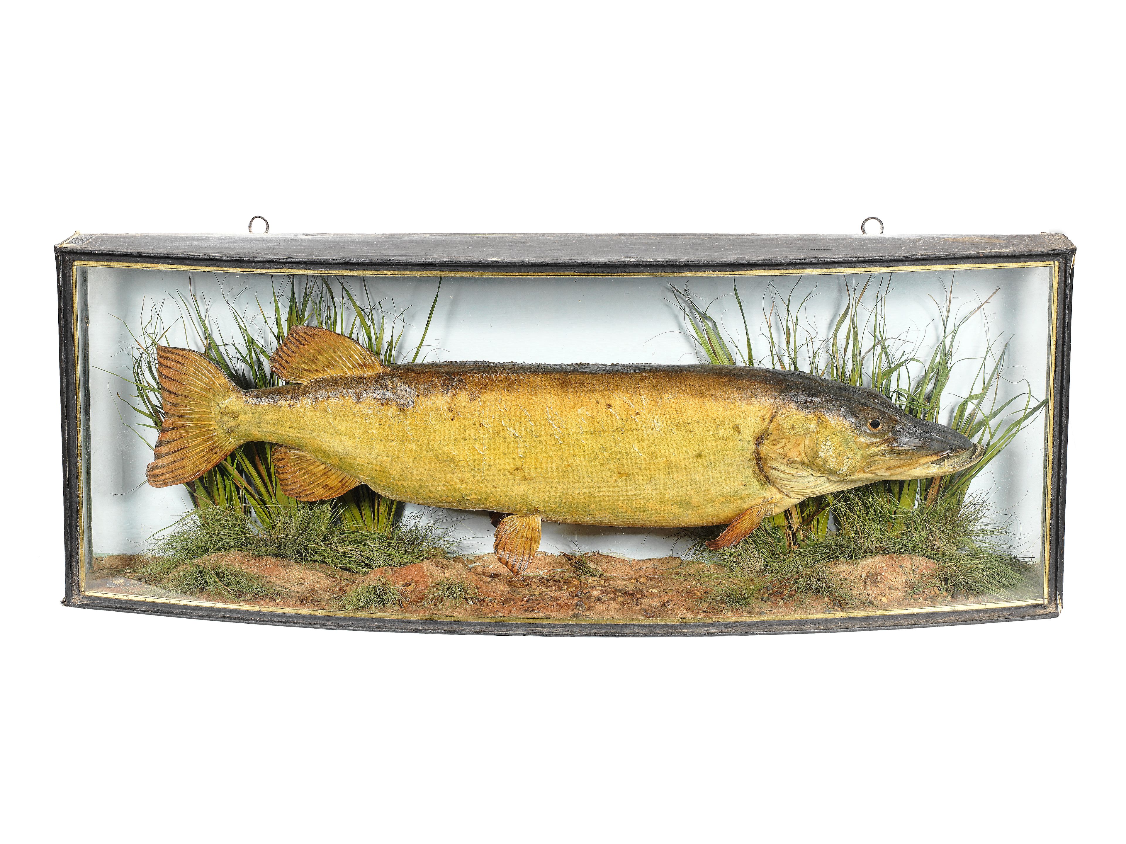 A cased pike