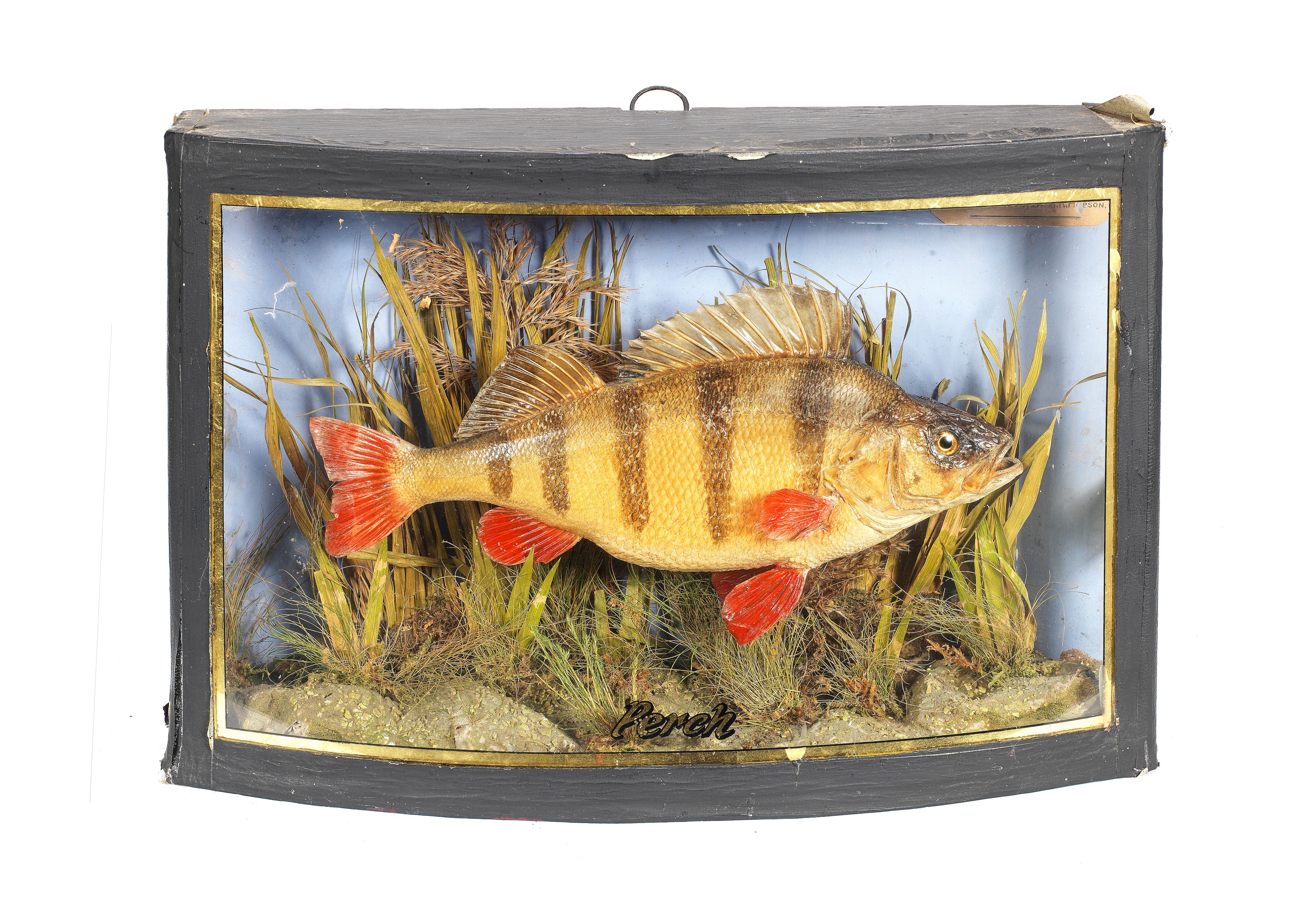 A cased perch