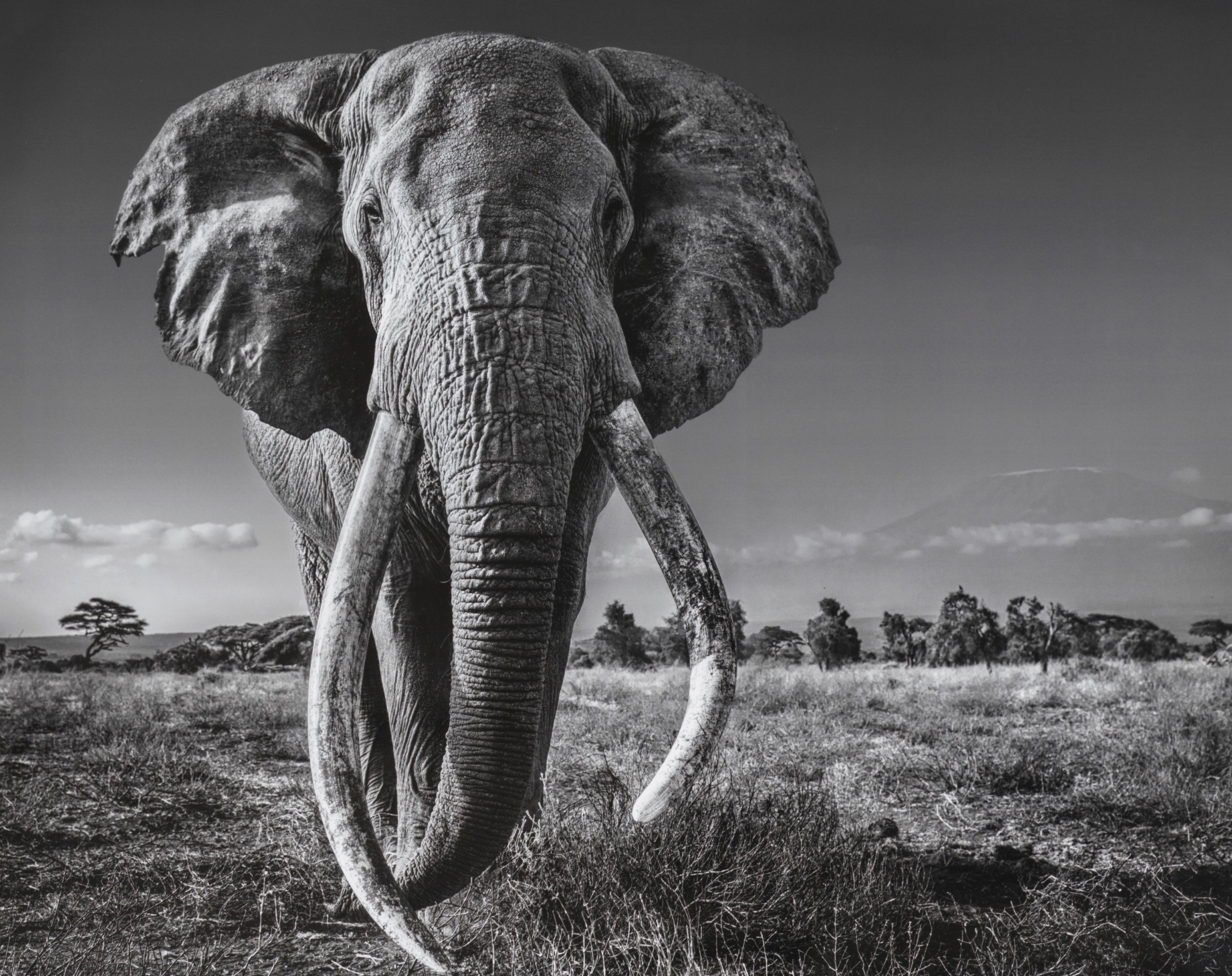 DAVID YARROW (NÉ EN 1966) DAVID YARROW (NÉ EN 1966) Narnia, South