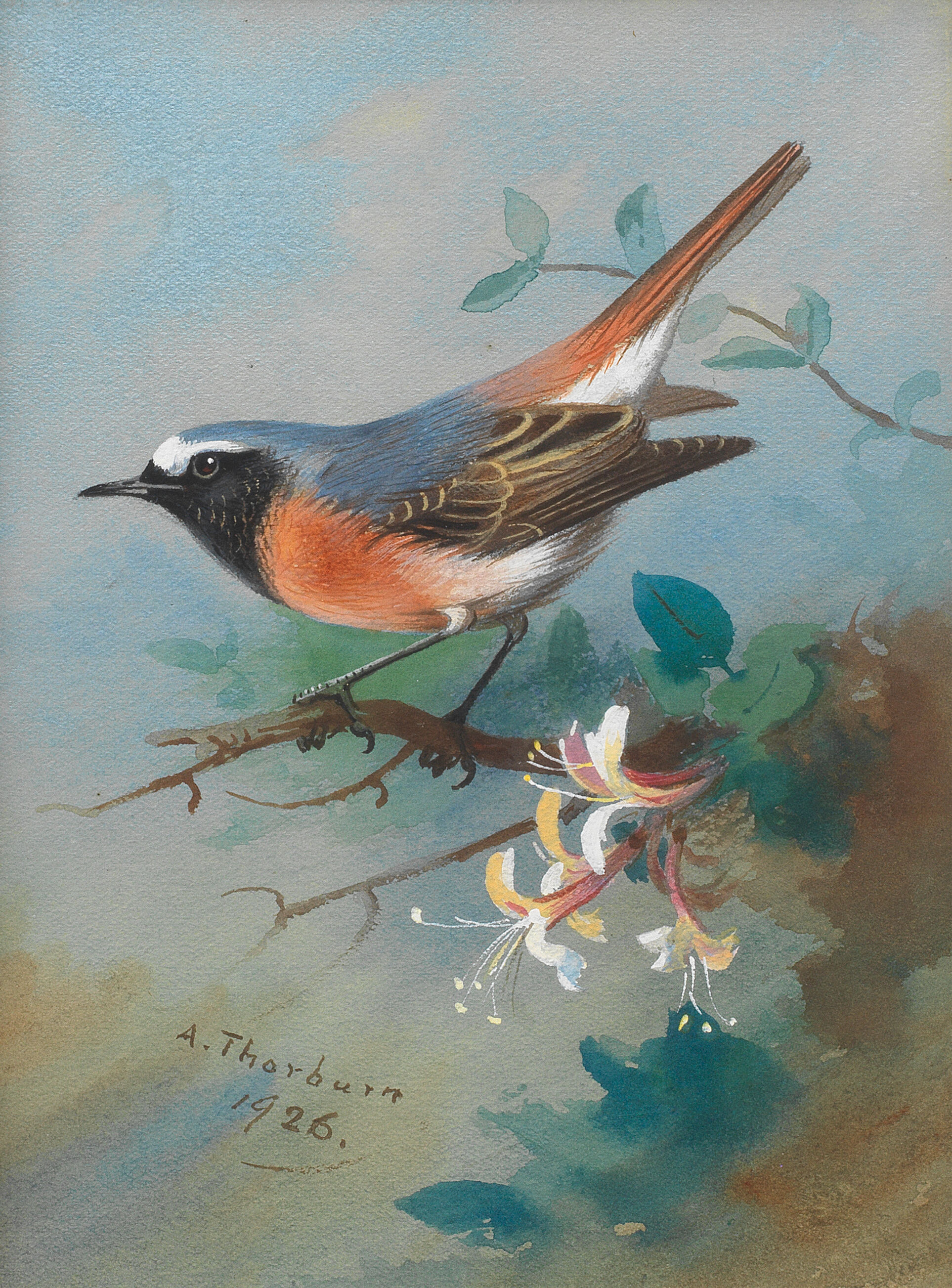Redstart