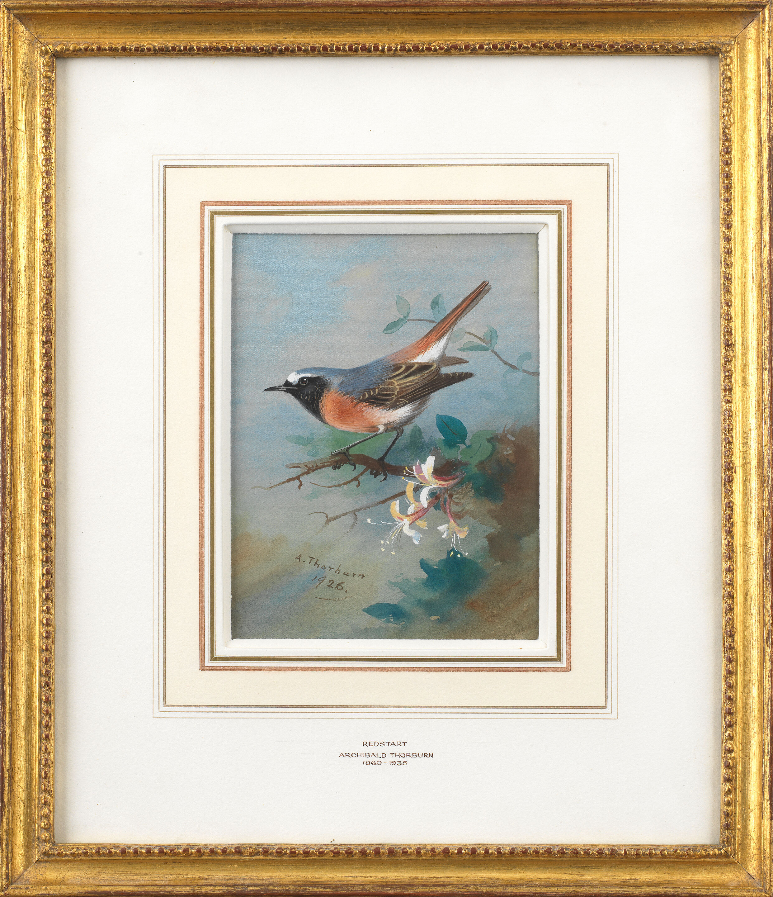 Redstart - Thumb 3