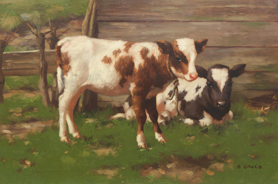 David Gauld, CALVES