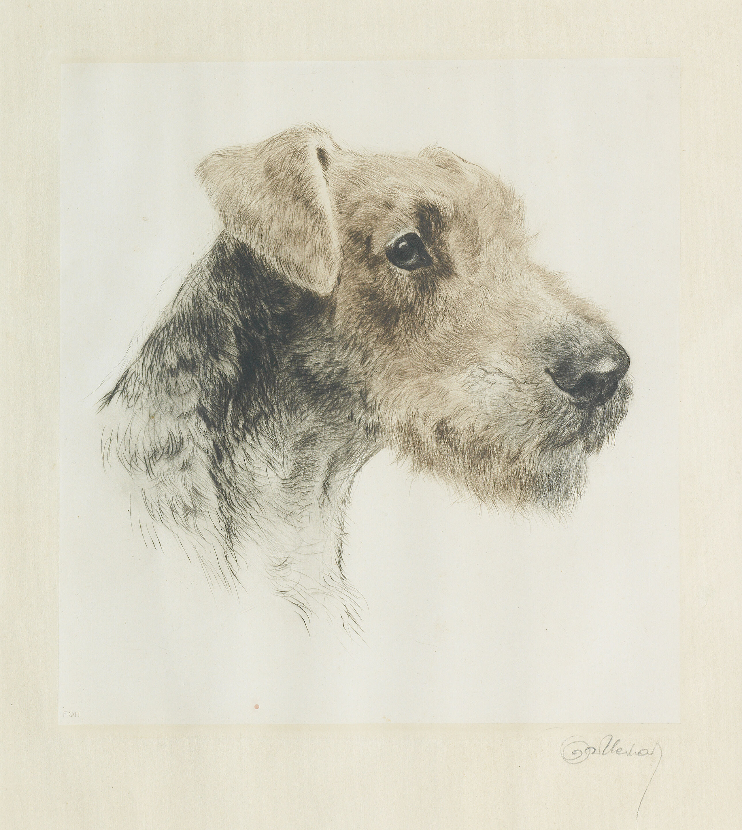 An Airedale Terrier