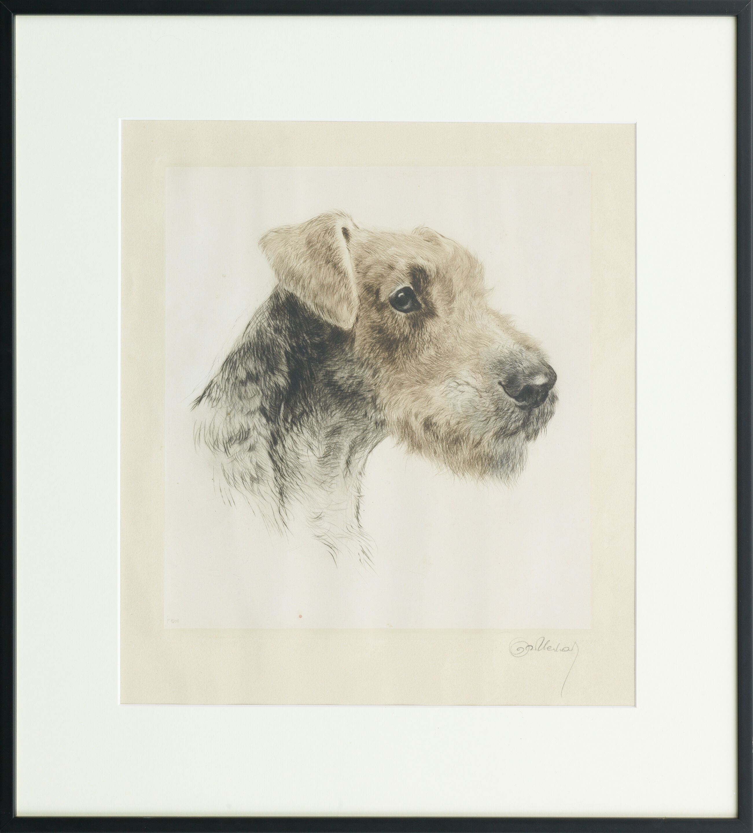 An Airedale Terrier - Thumb 2