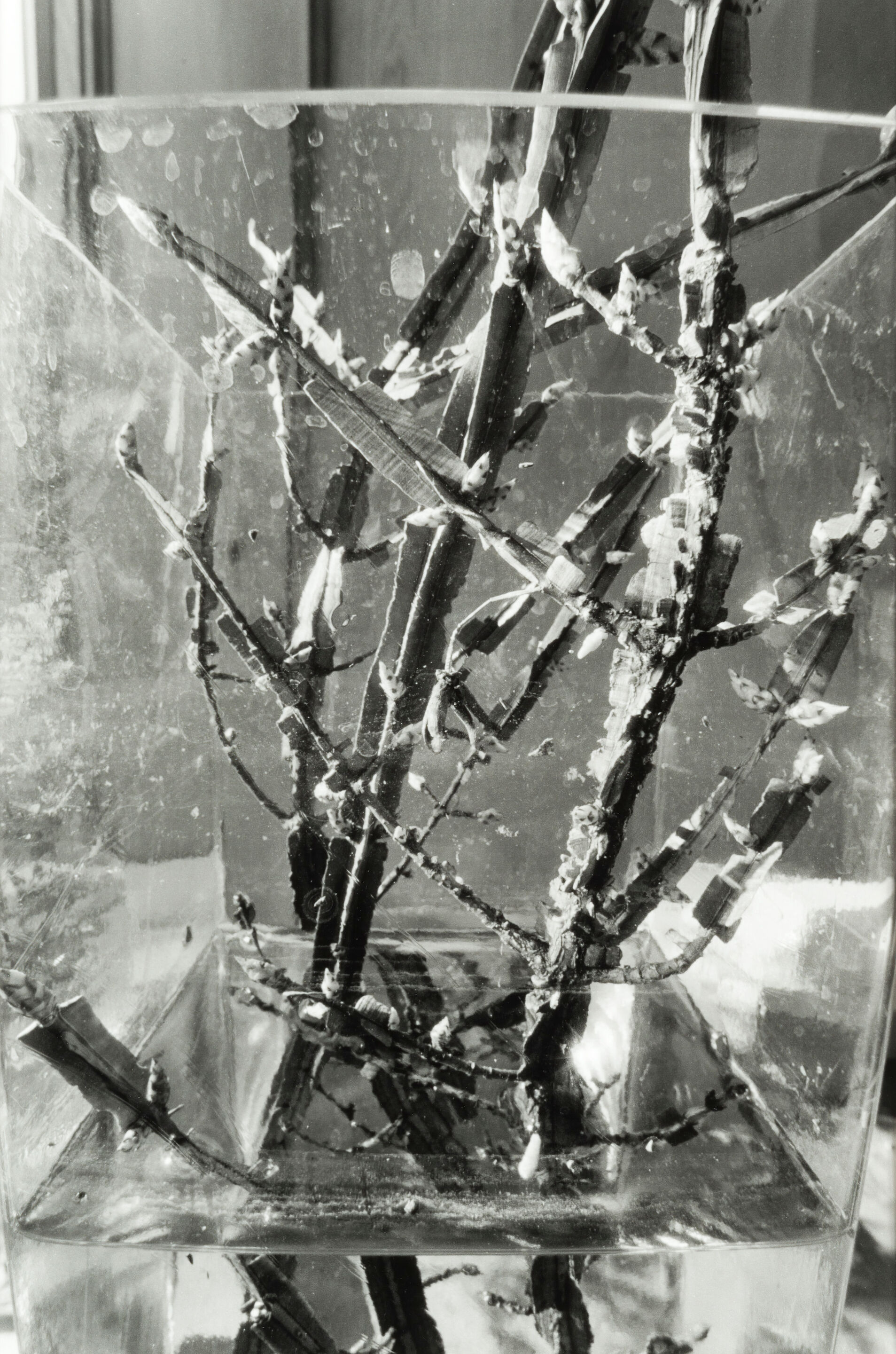 Stems