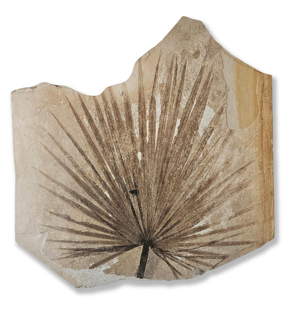 Bonhams : Fossil Palm Tree Leaf