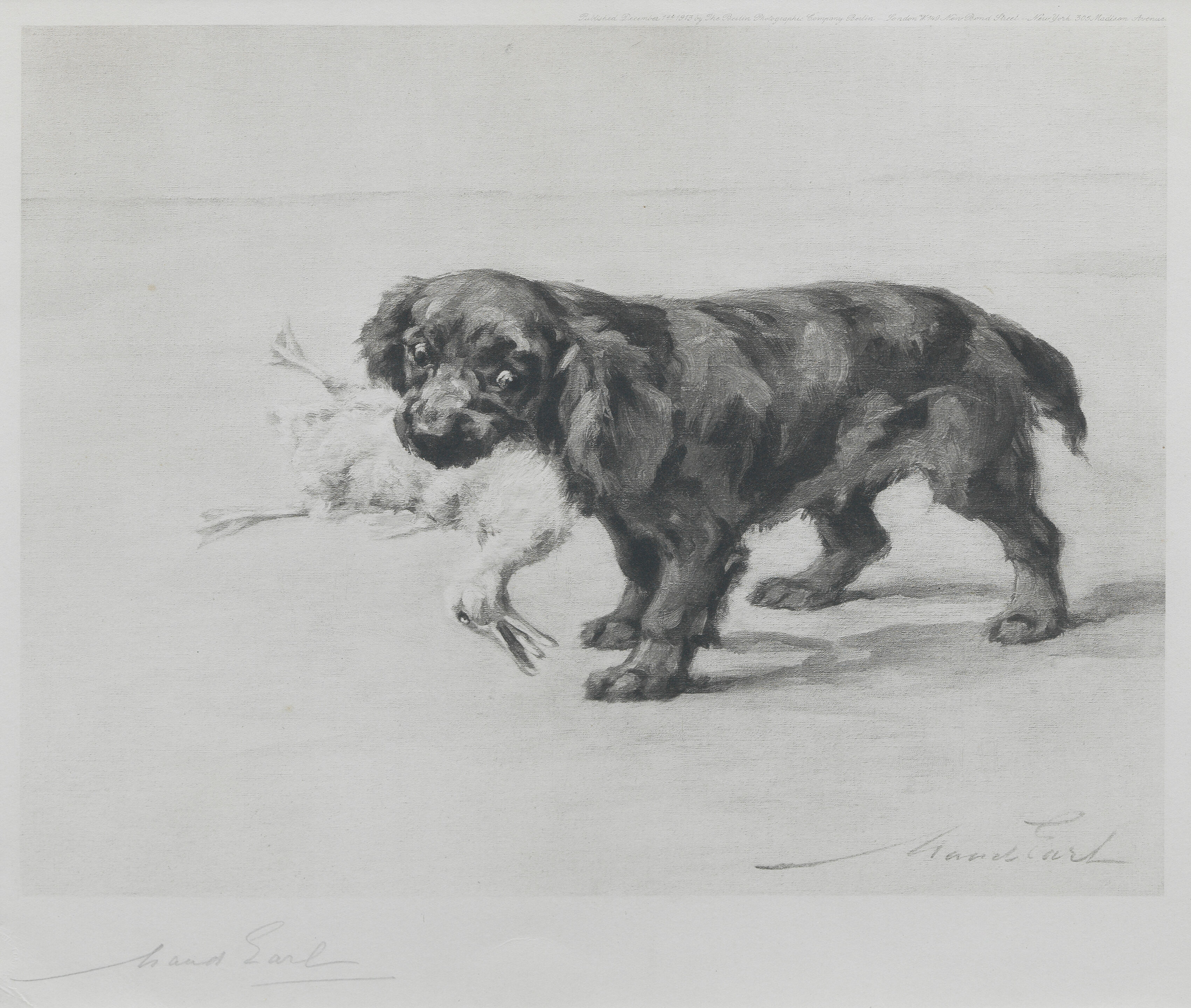 Cocker Spaniel 'Chris'
