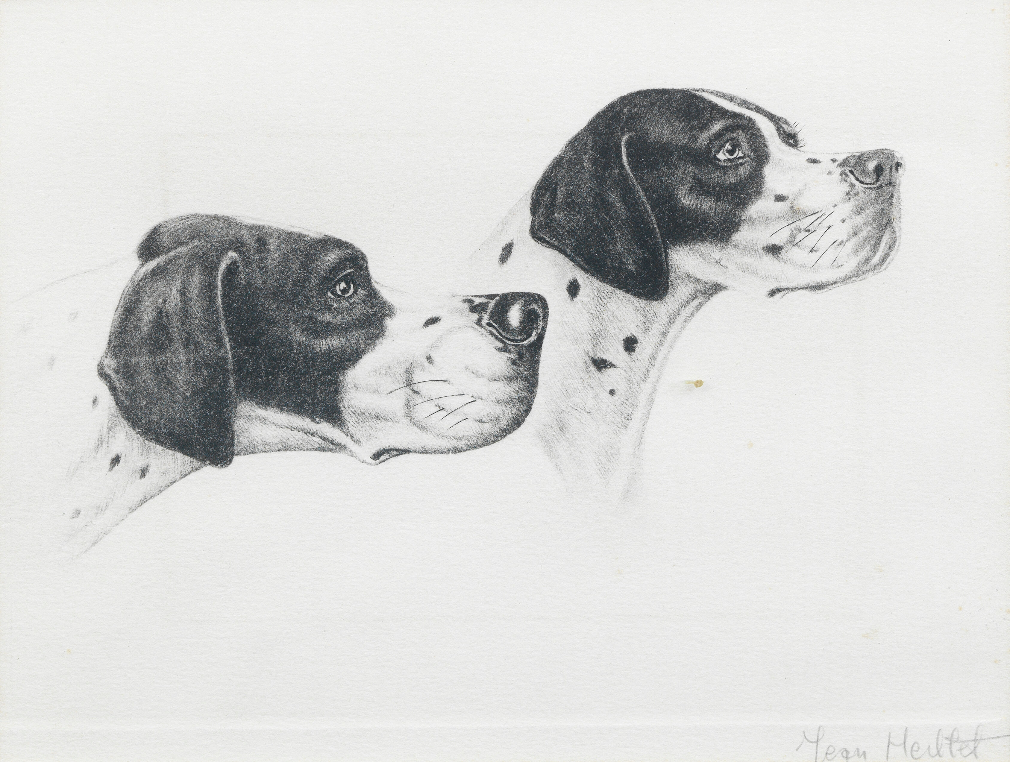 English Pointers