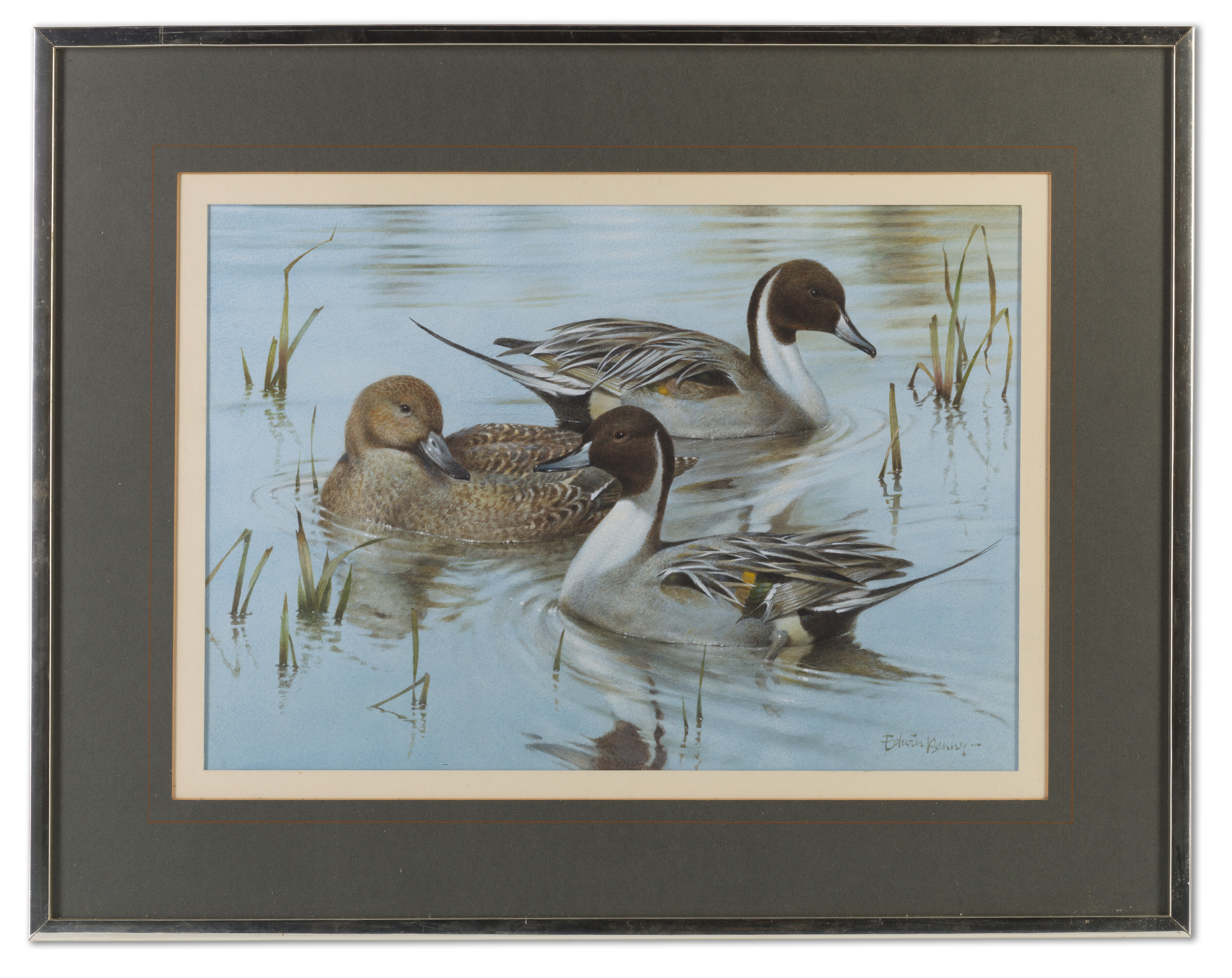 Pintail Ducks - Thumb 2