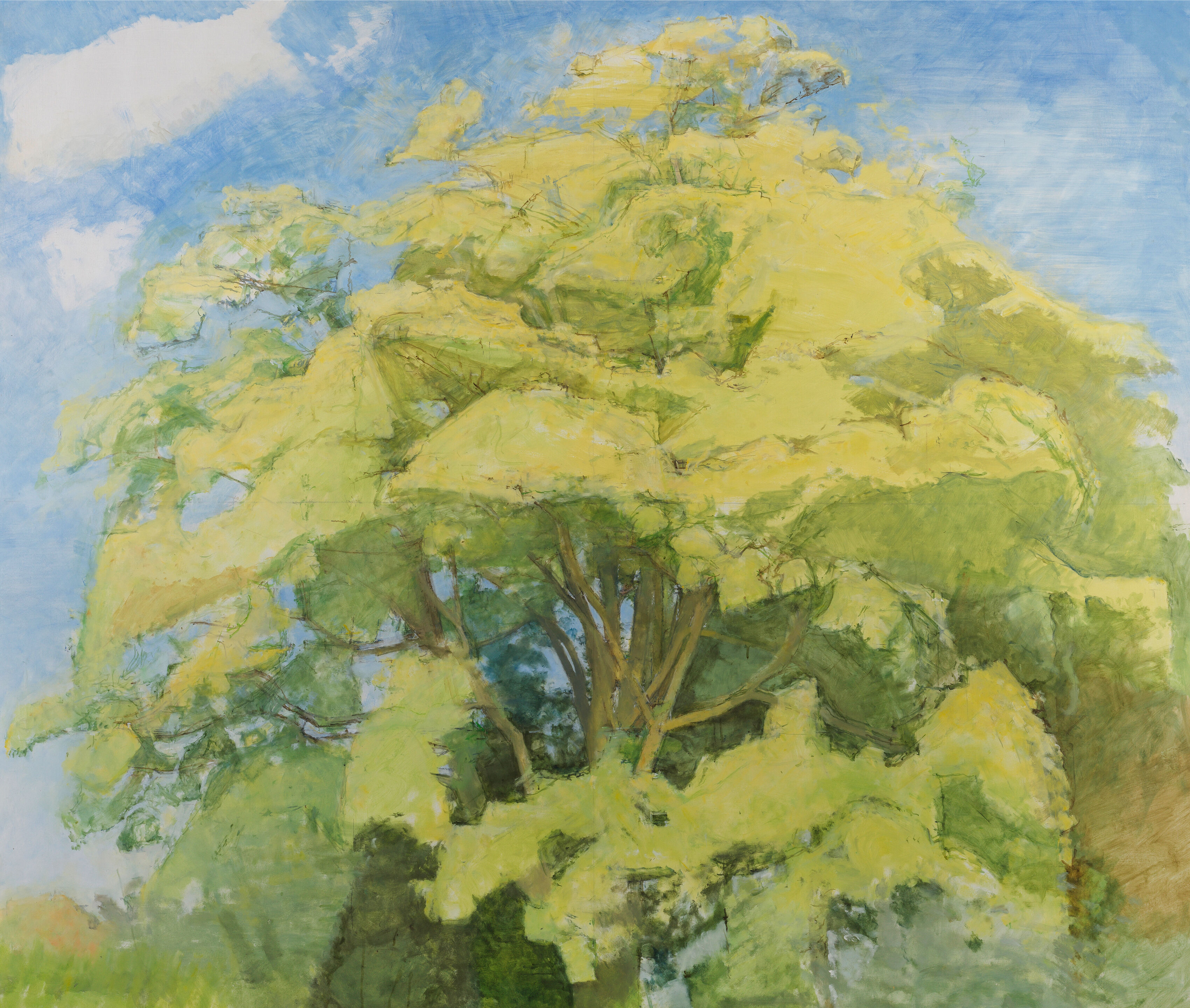Large Sycamore