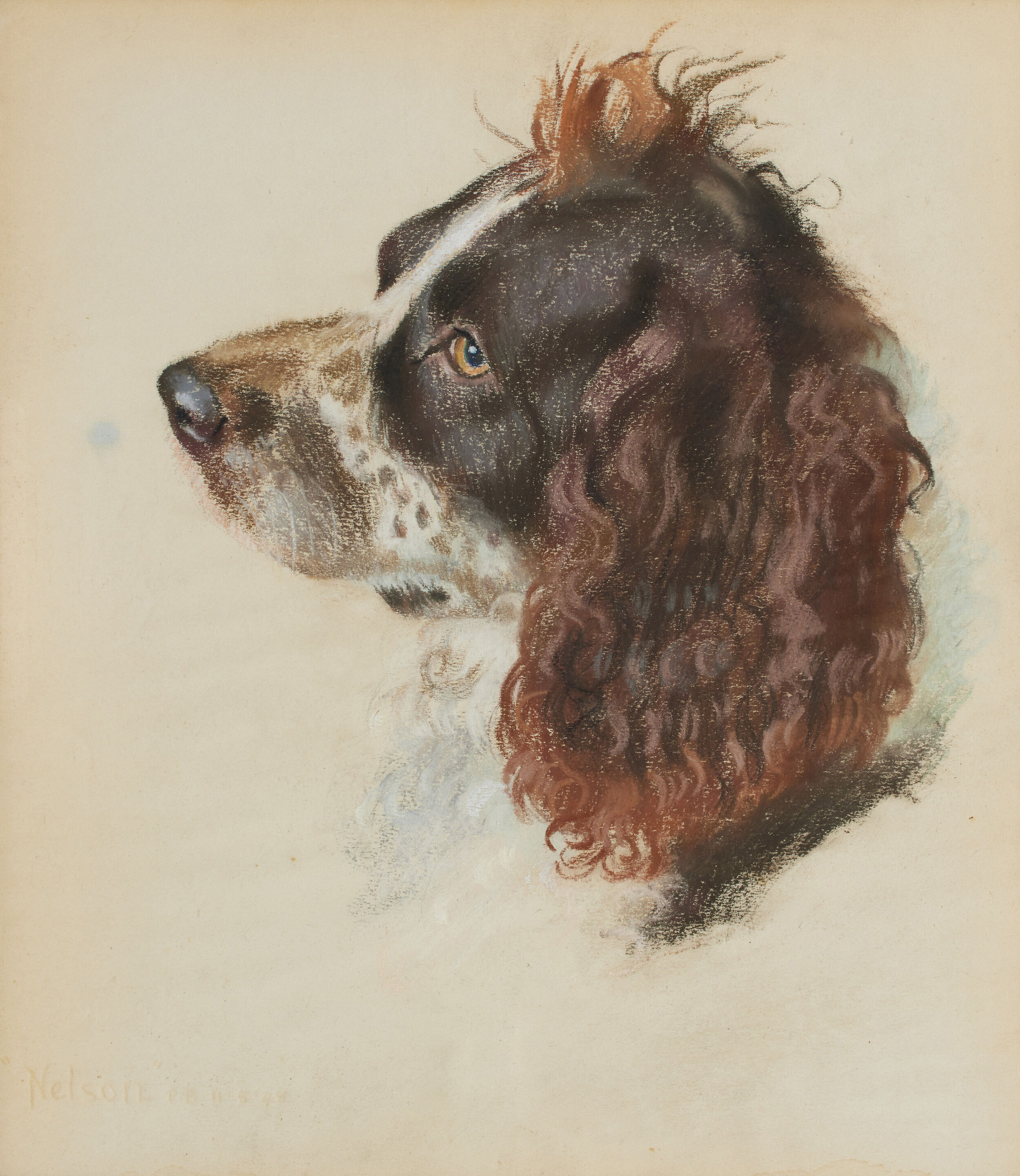 "Nelson" - a Springer Spaniel