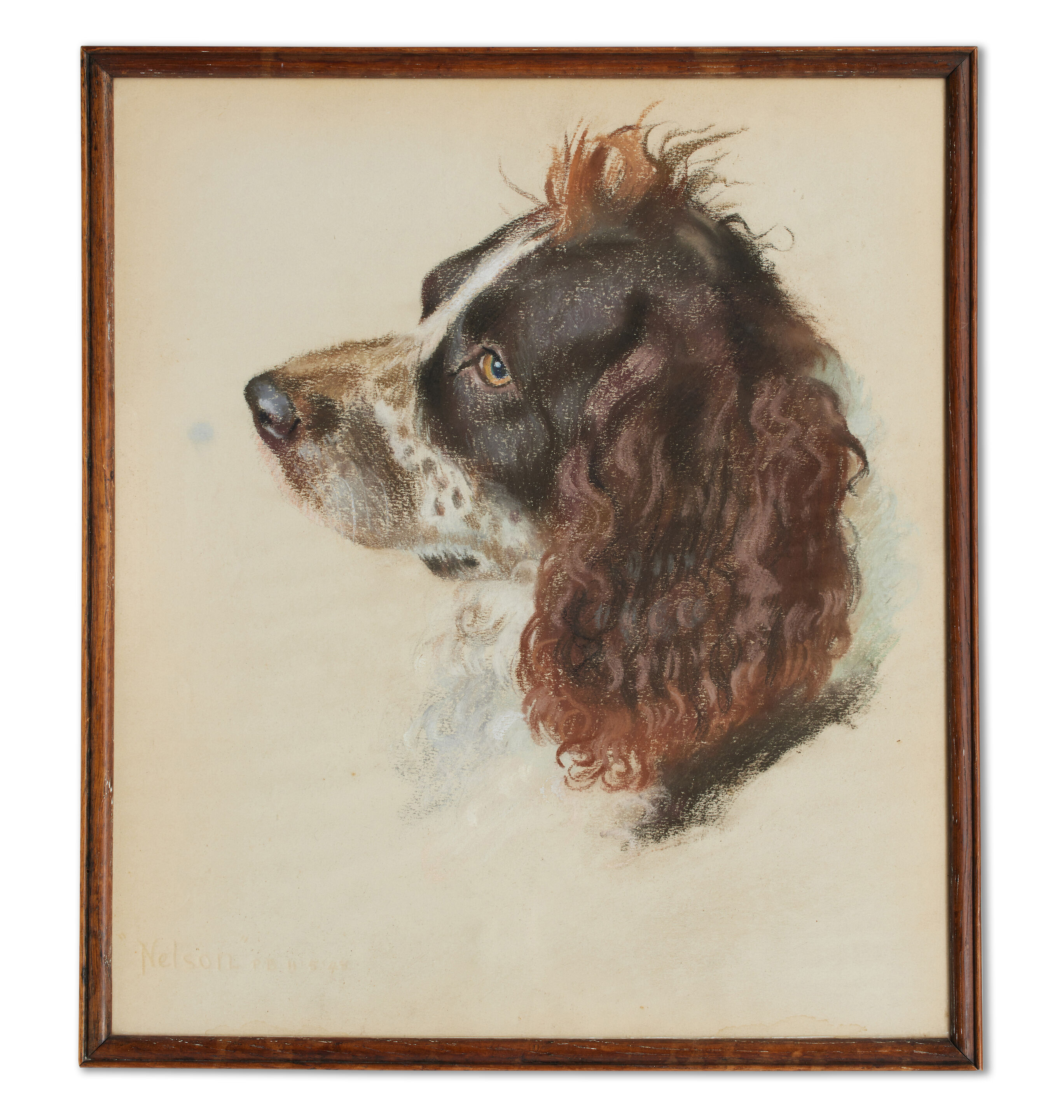 "Nelson" - a Springer Spaniel - Thumb 3