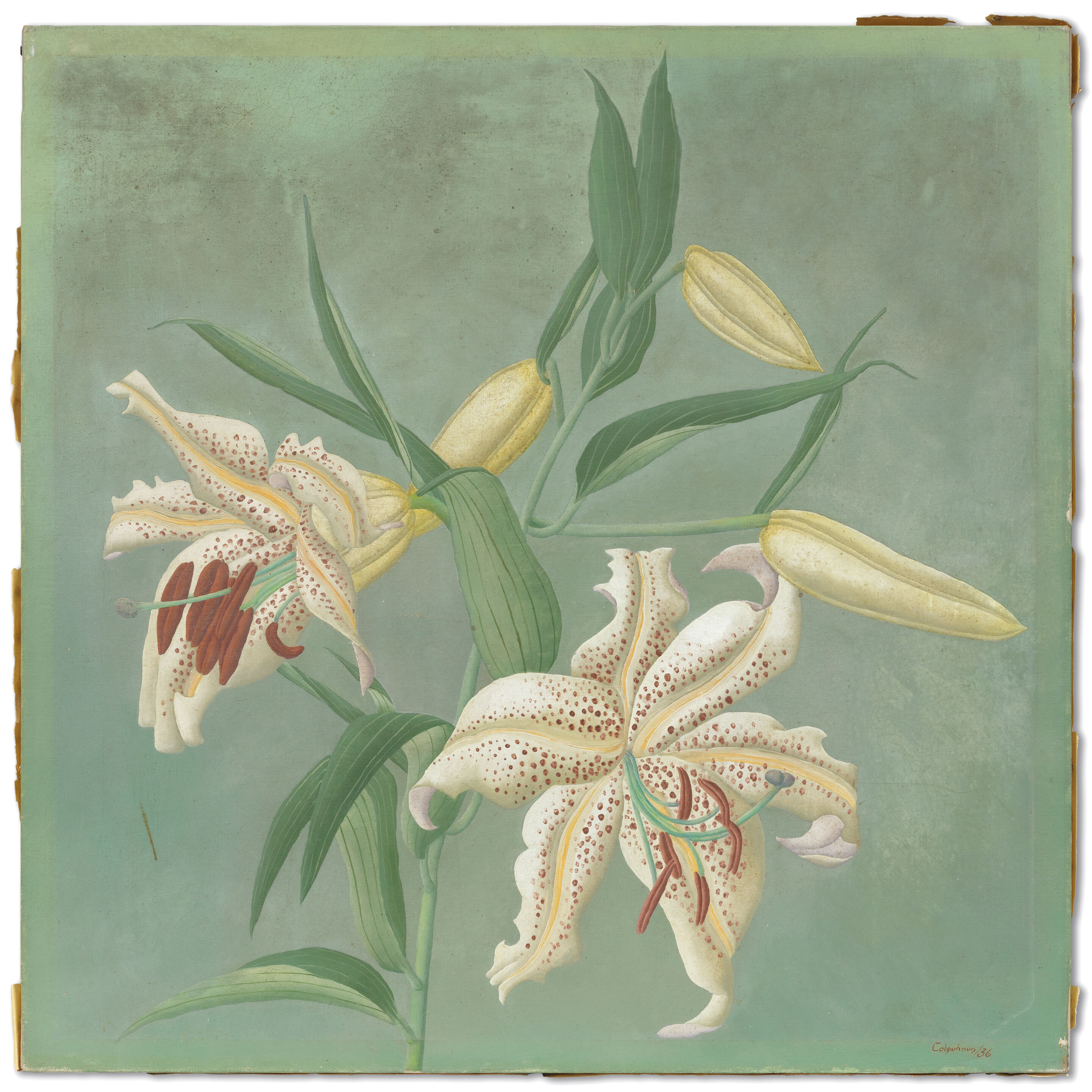 Spotted Lilies - Thumb 3