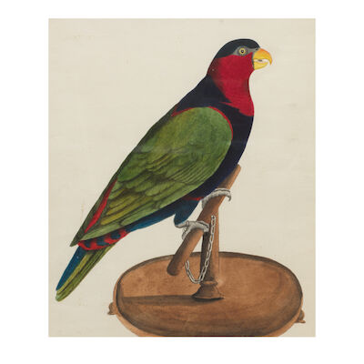 A black-capped lory seated on its perch Company School, Calcutta, circa 1830