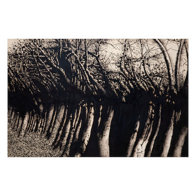 MARIOS PRASSINOS (1916-1985) Arbres