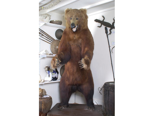 A North American Grizzly Bear, early 20th century,