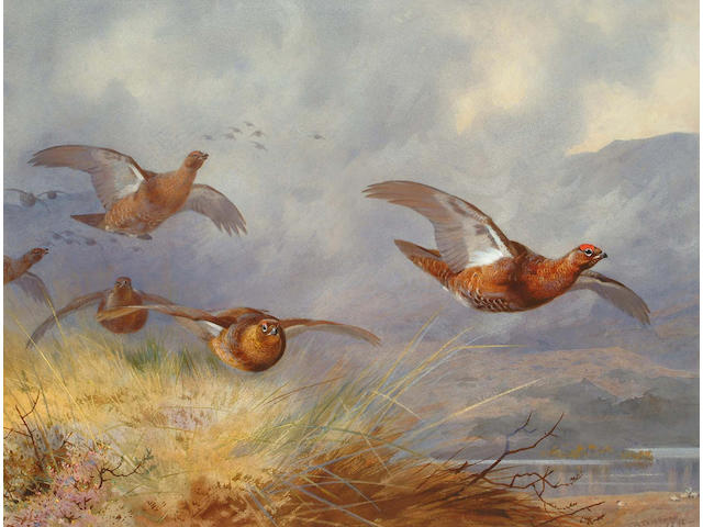 Archibald Thorburn (British, 1860-1935) Grouse in flight accross an extensive Highland landscape, 41.2 x 53.8cm.