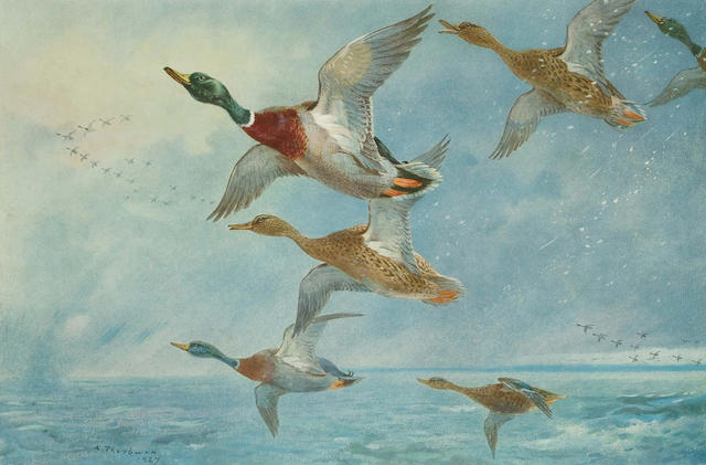 After Archibald Thorburn (British, 1869-1935) Driven by a storm; Widgeon Allighting, each (image) 31 x 45.5cm (2)