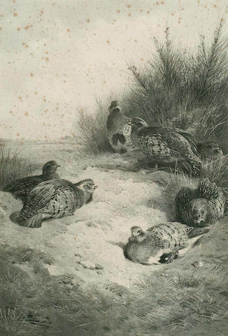 After Archibald Thorburn (British, 1860-1935) Partridge in cover, (image) 47.5 x 32.5cm