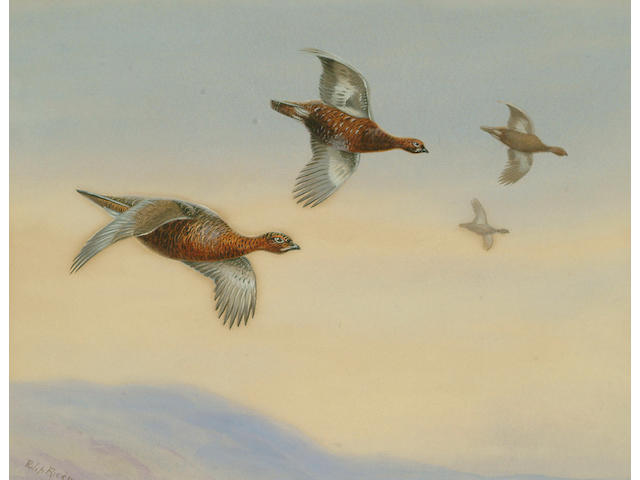 Philip Rickman (British, 1891-1982), Grouse in flight, 19.5 x 25.5 cm.