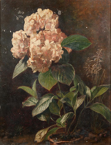 Mary E. Julyan (British, fl.1874-1911) Hydrangeas in a pot, 48.2 x 26.8 cm (19 x 14 1/2 in)
