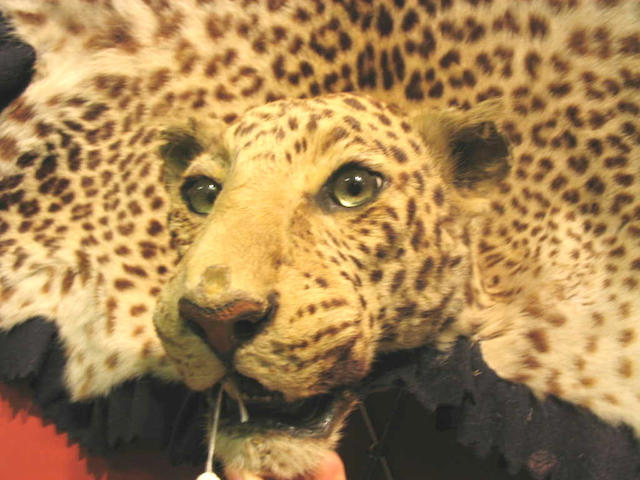 An early 20th Century Leopard Skin,