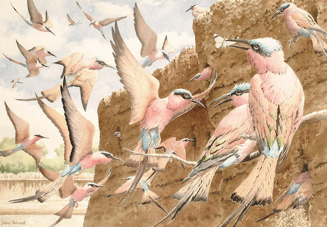 John Tennent (British, b.1926) Carmine Bee-eaters by the Great River 42 x 59cm. (16 1/2 x 23 1/4in)