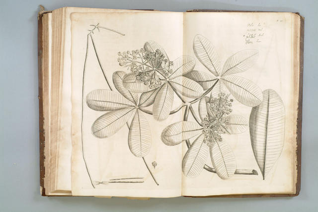 RHEEDE TOT DRAAKESTEIN (HENRIK ADRIAN VAN) Hortus Indicus Malabaricus, continens regni Molabariai apud Indos celeberrimi omnis generis plantas rariores
