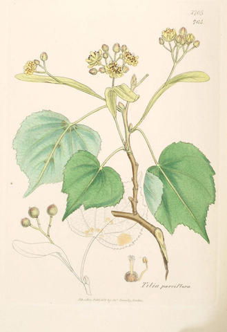 SOWERBY (JAMES) and SMITH (JAMES EDWARD) English Botany (36)