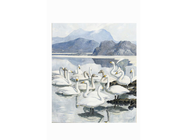 Charles Frederick Tunnicliffe (1901 - 1979) Whooper swans, 74.5 x 61cm.