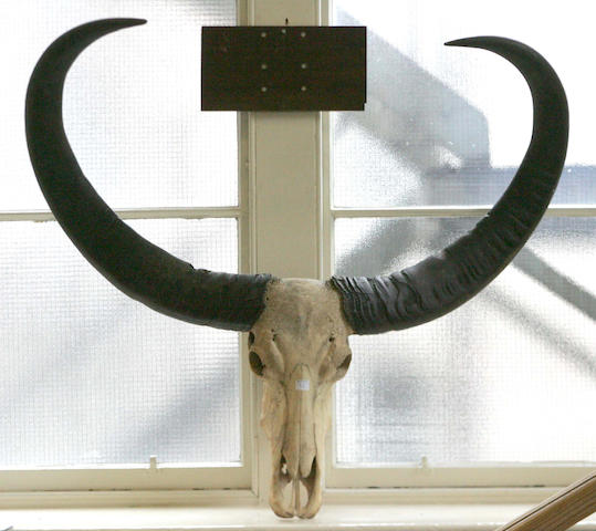 A large pair of Water Buffalo Horns,