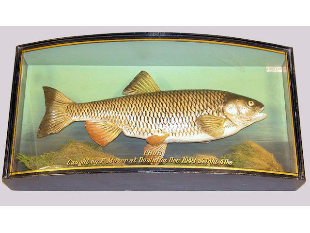 A fine Chub preserved by J. Cooper & Sons mounted in a gilt lined bow front case