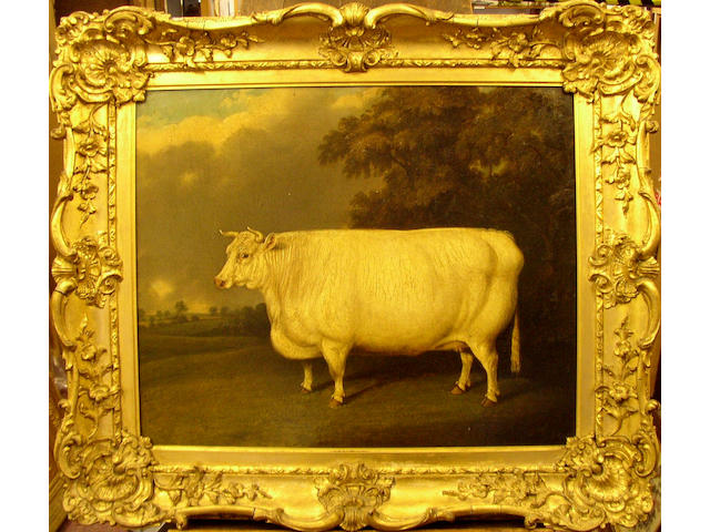 English School circa 1853 A white short horn cow, silver medal winner at the Great Bingley Hall Show 1853,