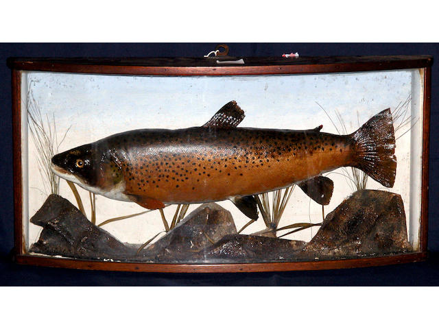 A Trout mounted in a shaped mahogany bow front case