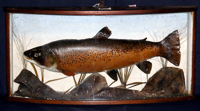 A Trout mounted in a shaped mahogany bow front case