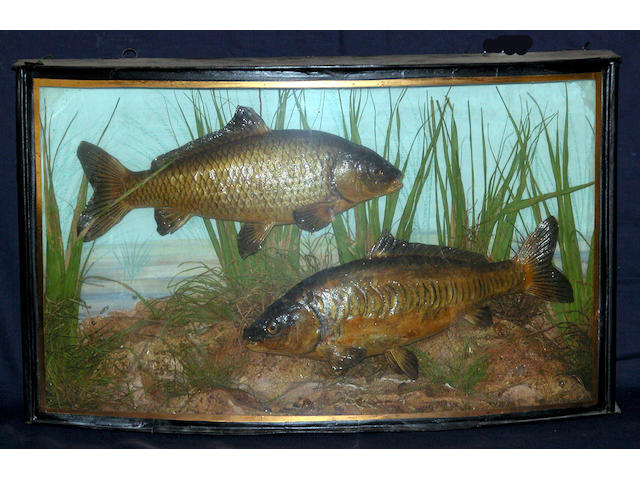A Common and a Mirror Carp mounted in a gilt lined bow front case