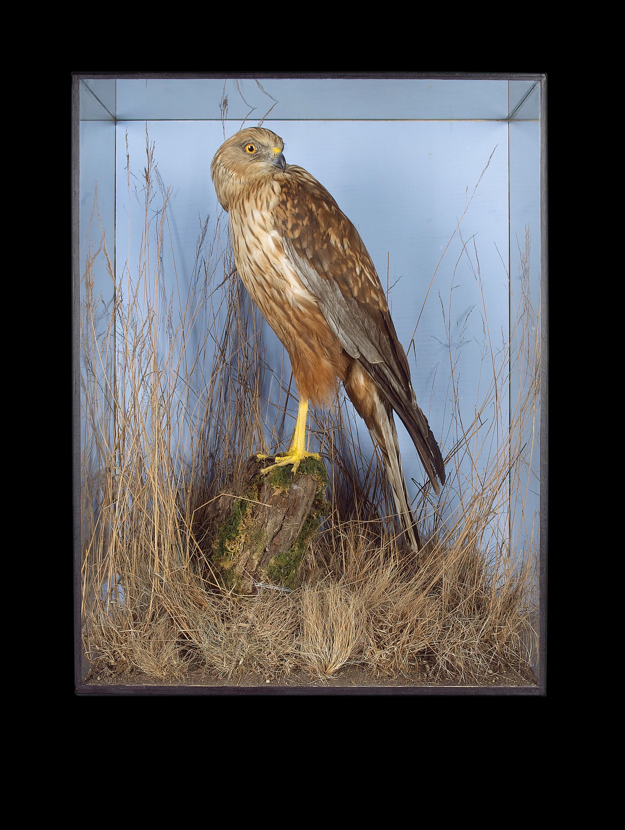 A marsh harrier