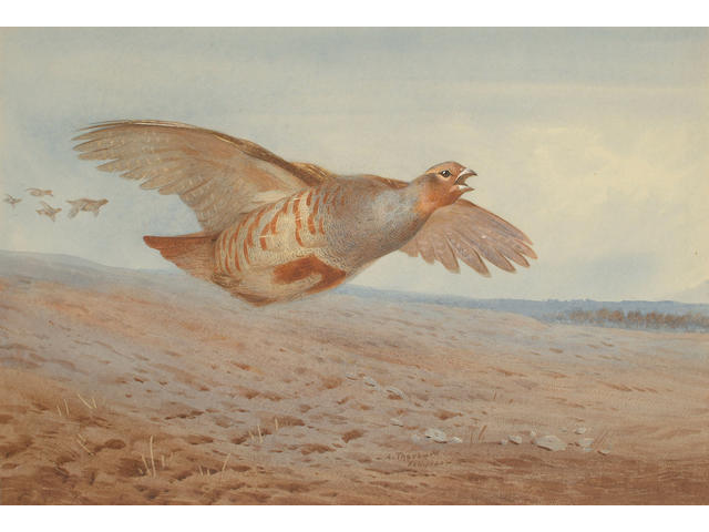 Archibald Thorburn (British, 1860-1935) Grey partridge in flight, 36 x 53 cm (14 1/8 x 20 7/8 in)