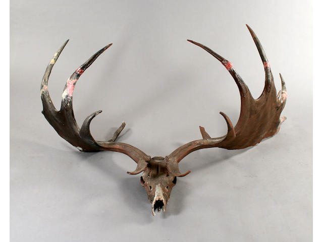 A massive set of 'Irish Elk' or Great Deer antlers