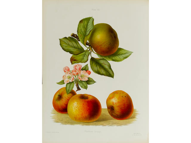 HOGG (ROBERT) and HENRY GRAVES BULL The Herefordshire Pomona, Containing Coloured Figures and Descriptions of the Most Esteemed Kinds of Apples and Pears, 2 vol. bound in 7 parts