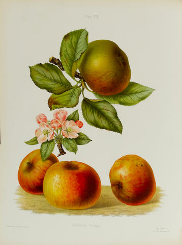 HOGG (ROBERT) and HENRY GRAVES BULL The Herefordshire Pomona, Containing Coloured Figures and Descriptions of the Most Esteemed Kinds of Apples and Pears, 2 vol. bound in 7 parts