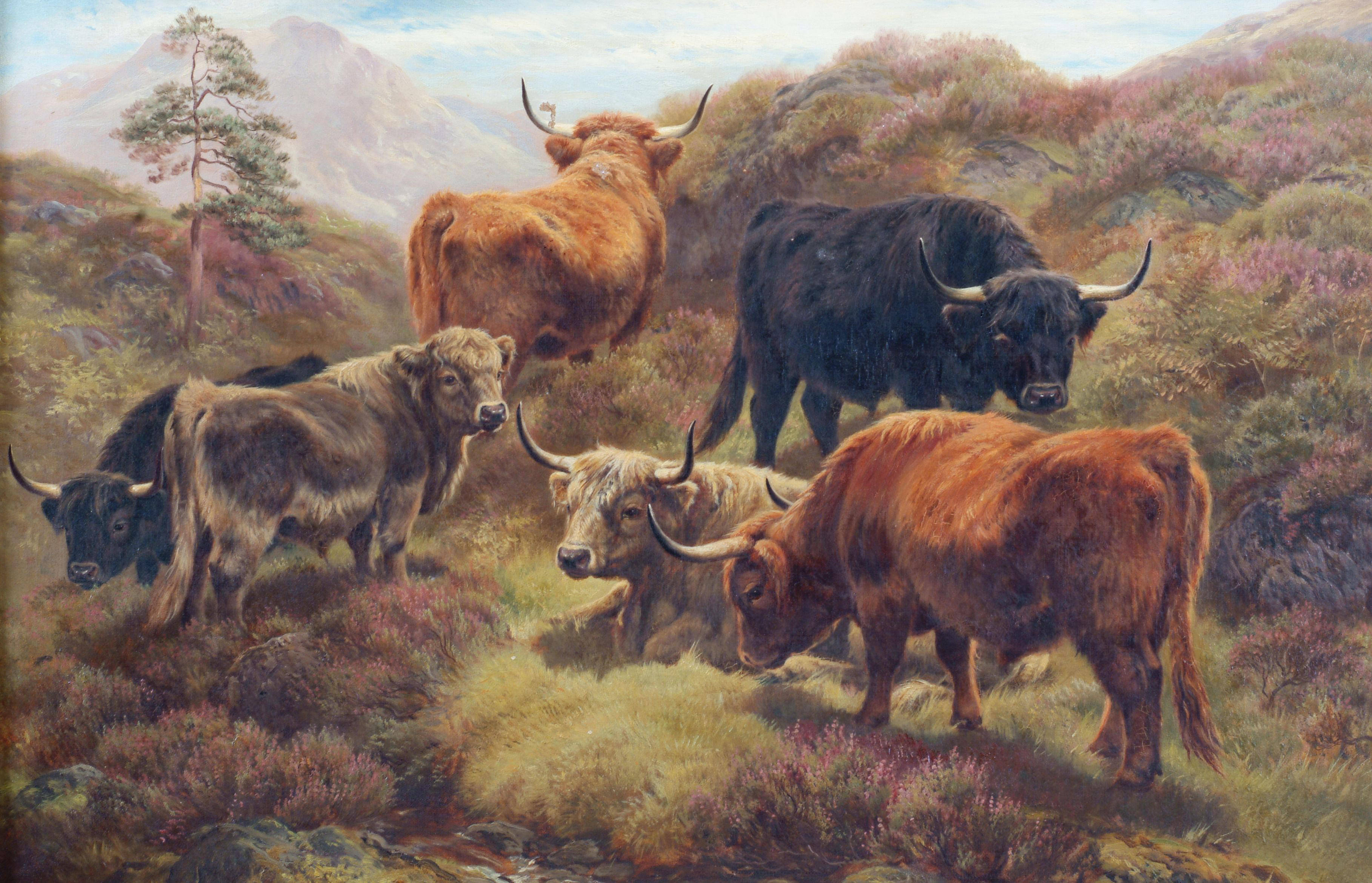 A herd of highland cattle. 