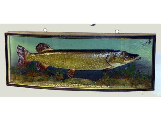 A fine Pike mounted in a gilt lined bow front case