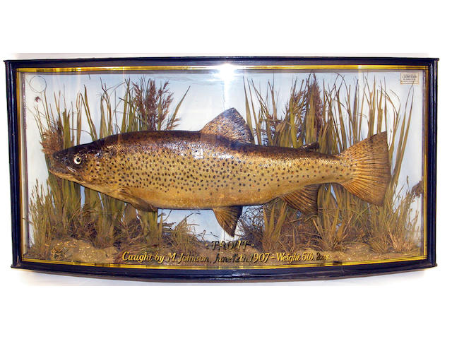A Trout mounted in a gilt lined bow front case