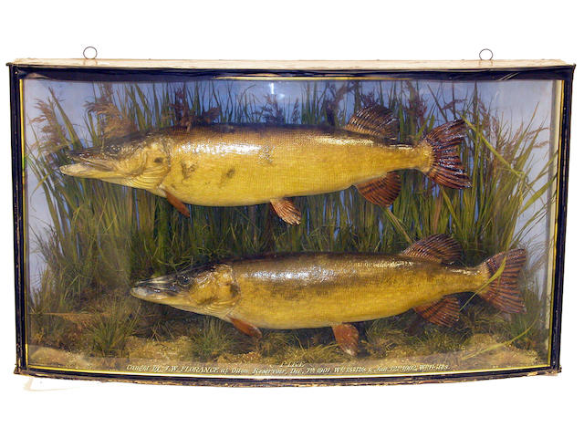 Two fine Pike mounted in a gilt lined bow front case